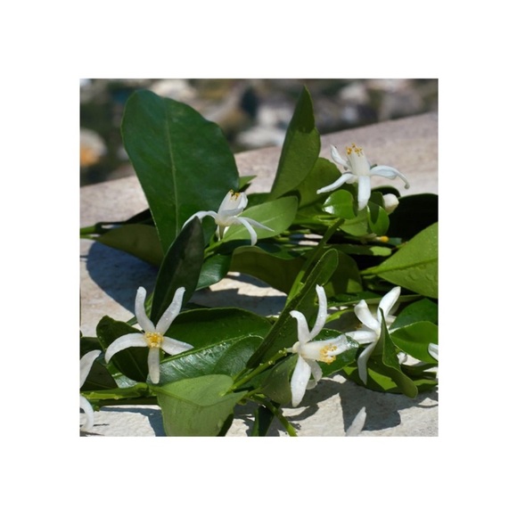 NWT Dolce & Gabbana DEVOTION Blue Jasmine Light Blue deluxe bottle 5pcs bundle - Picture 9 of 9